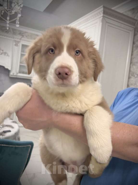 Собаки в Ростове-на-Дону: Щенки Мальчик, 60 000 руб. - фото 7