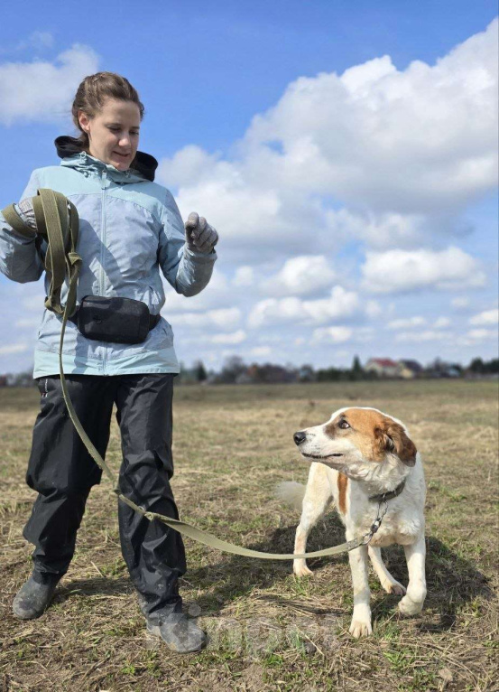 Собаки в Королеве: Ищет дом красавец Друлл! Мальчик, Бесплатно - фото 9
