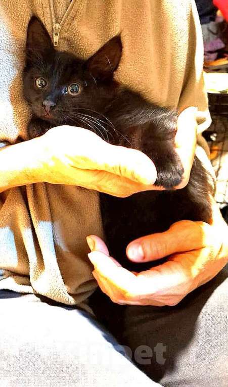 Кошки в других городах Московской области: Котенок в добрые и ответственные руки Мальчик, Бесплатно - фото 2