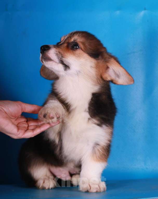 Собаки в Москве: вельш корги пемброк щенки Мальчик, 90 000 руб. - фото 1