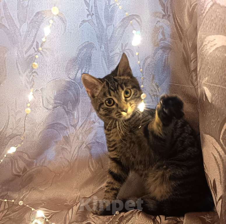 Кошки в Ивантеевке: Пушинка Девочка, Бесплатно - фото 1