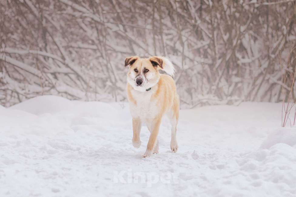 Собаки в Москве: Плюш Мальчик, Бесплатно - фото 4