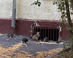 Кошки в Москве: Котенок Мегги полосатая и ласковая в добрые руки Девочка, Бесплатно - фото 7