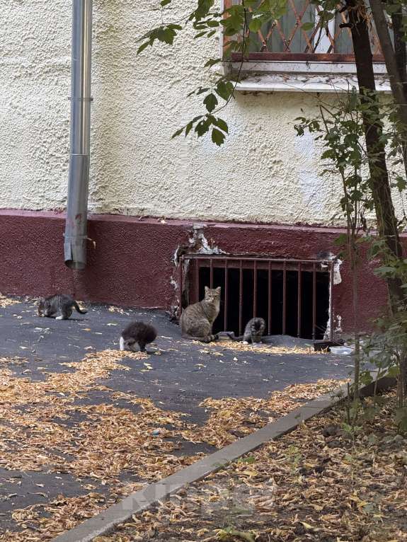 Кошки в Москве: Котенок Мегги полосатая и ласковая в добрые руки Девочка, Бесплатно - фото 7