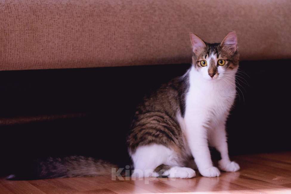 Кошки в Москве: Невероятной красоты кошка Диона Девочка, Бесплатно - фото 5