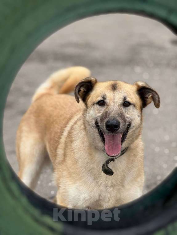 Собаки в Москве: Дейзи  Девочка, Бесплатно - фото 9