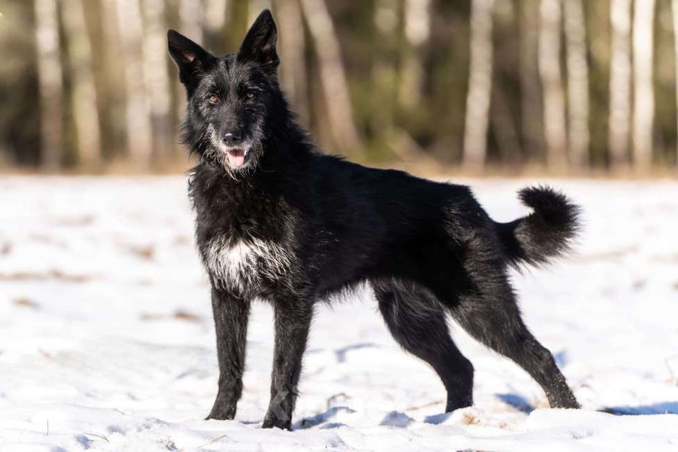 Собаки в Клине: Веста — добродушная собачка Девочка, Бесплатно - фото 1