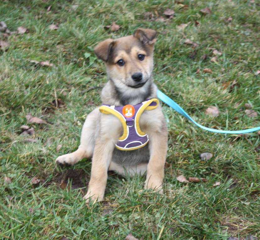 Собаки в Москве: Малышка Нюша очень ждет своего родного ЧЕЛОВЕКА. Девочка, Бесплатно - фото 4