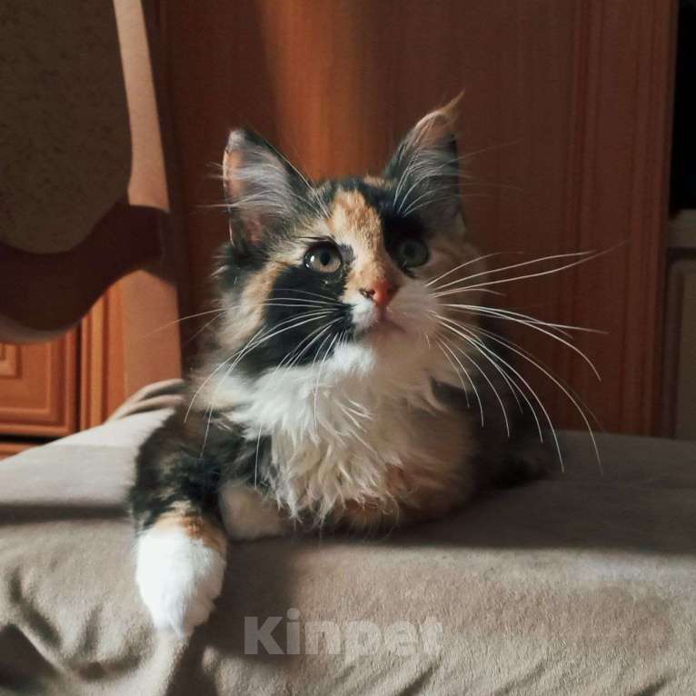 Кошки в Санкт-Петербурге: Котёнок Кася, трёхцветная-черепаховая Девочка, Бесплатно - фото 5