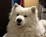 Собаки в Саратове: Пропала девочка самоед Девочка, 1 000 руб. - фото 1