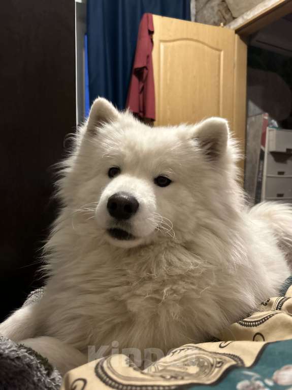 Собаки в Саратове: Пропала девочка самоед Девочка, 1 000 руб. - фото 1