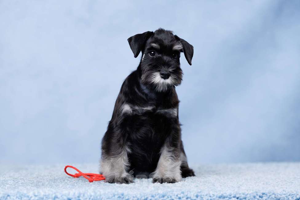 Собаки в Саратове: Щенки цвергшнауцера. Девочки. Девочка, 70 000 руб. - фото 2