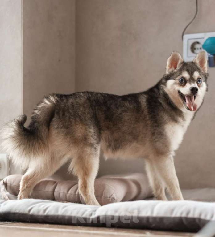 Собаки в Москве: Аляскинский кли-кай Волчек в добрые руки Мальчик, 1 руб. - фото 5