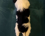 Собаки в Омске: Бивер-йоркширский терьер, щенок девочка Девочка, 60 000 руб. - фото 3