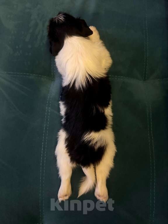 Собаки в Омске: Бивер-йоркширский терьер, щенок девочка Девочка, 60 000 руб. - фото 3