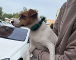 Собаки в Новосибирске: Найдена собака  Девочка, 1 руб. - фото 2