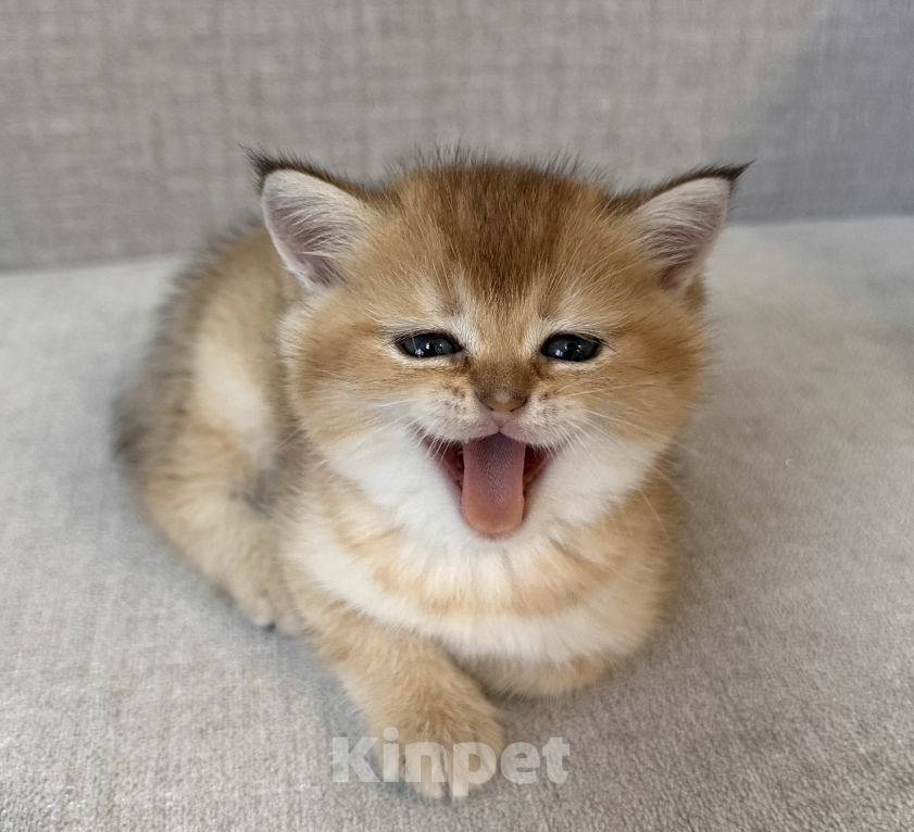 Кошки в Москве: Шотландский котенок мальчик с хорошей родословной Мальчик, 25 000 руб. - фото 3