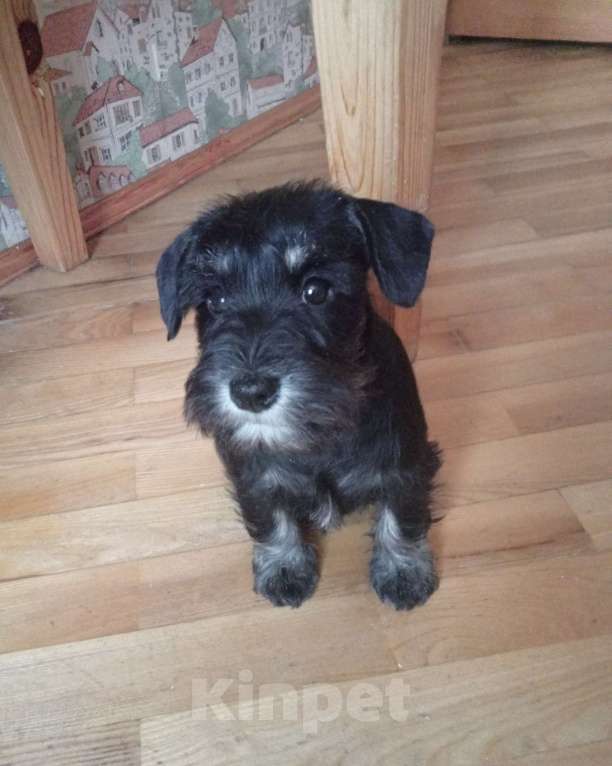 Собаки в Москве: Щенок цвергшнауцера Девочка, Бесплатно - фото 1