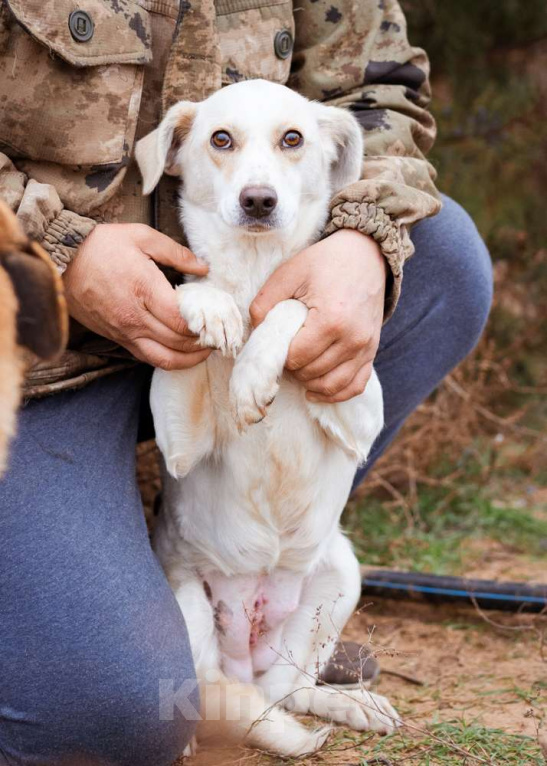 Собаки в Москве: В добрые руки Девочка, Бесплатно - фото 3