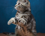 Кошки в Барнауле: Кошечка-фолд Ванда💖 Девочка, Бесплатно - фото 9