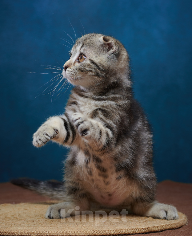 Кошки в Барнауле: Кошечка-фолд Ванда💖 Девочка, Бесплатно - фото 9