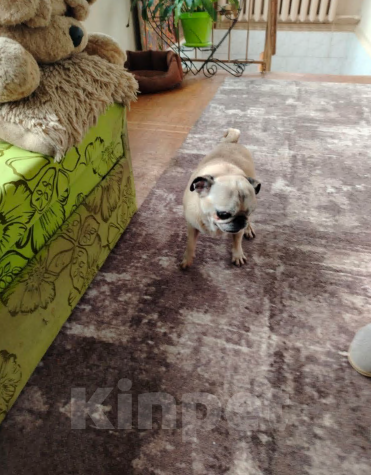 Собаки в Симферополе: Мопс крошка девочка ищет семью  Девочка, Бесплатно - фото 1