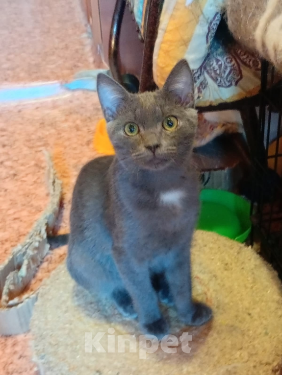 Кошки в Воронеже: Кот Серёжка в добрые руки Мальчик, Бесплатно - фото 2