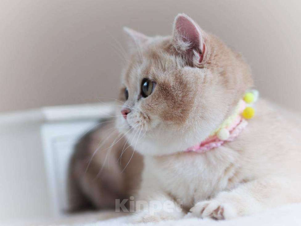 Кошки в Москве: Британская кошечка Девочка, 25 000 руб. - фото 6