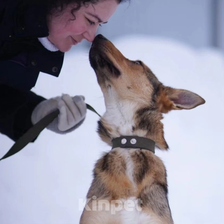 Собаки в Москве: Лира попала в отлов Девочка, Бесплатно - фото 2