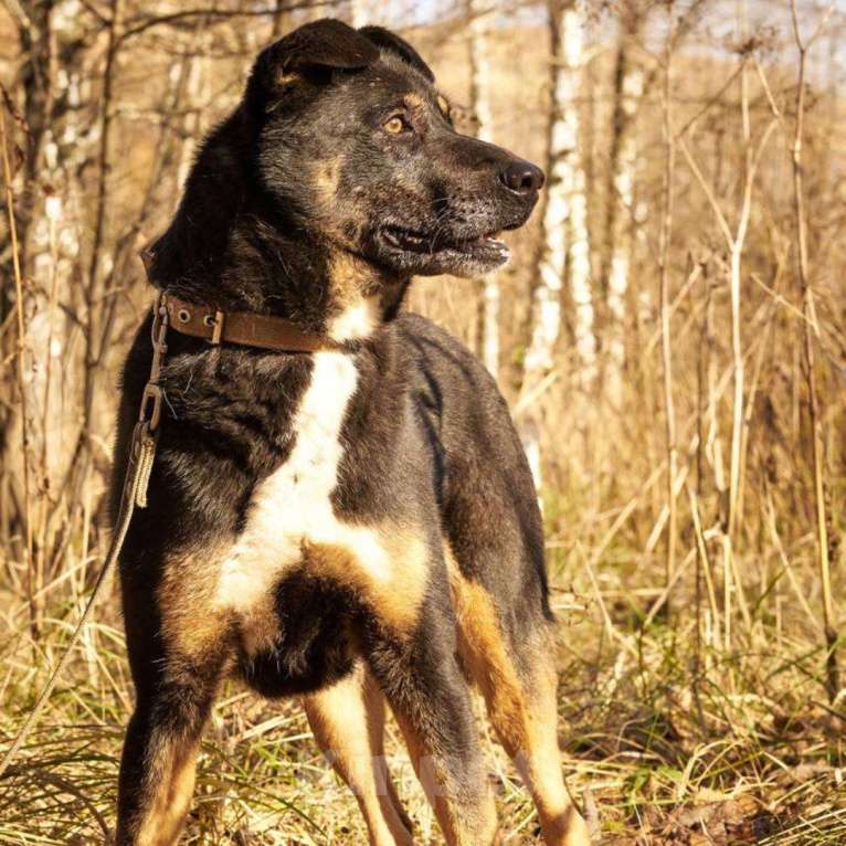 Собаки в Москве: Боня Девочка, Бесплатно - фото 3