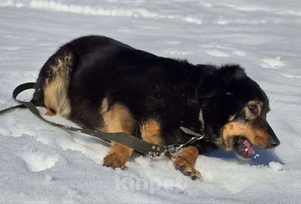 Собаки в Королеве: Града - воплощение безграничной нежности! Девочка, Бесплатно - фото 3