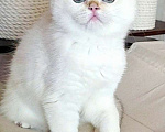 Кошки в Калуге: Raffaella SFS 71 ny 1233 Девочка, 65 000 руб. - фото 1