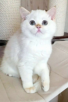 Raffaella SFS 71 ny 1233