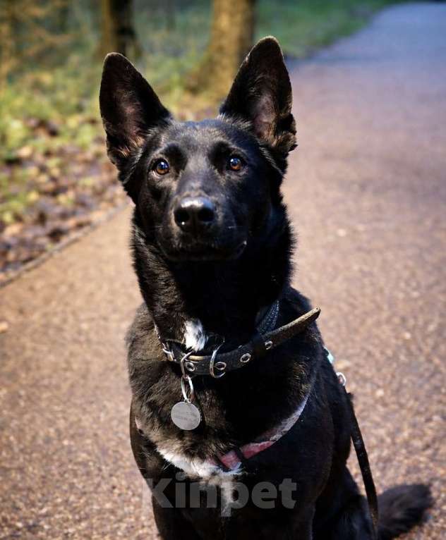 Собаки в Москве: Белка ищет дом Девочка, Бесплатно - фото 3