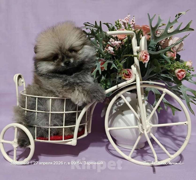 Собаки в Пензе: Шпиц померанский Девочка, 35 000 руб. - фото 3