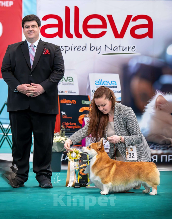 Собаки в Раменском: Производитель Вельш Корги Пемброк  Мальчик, 60 000 руб. - фото 4