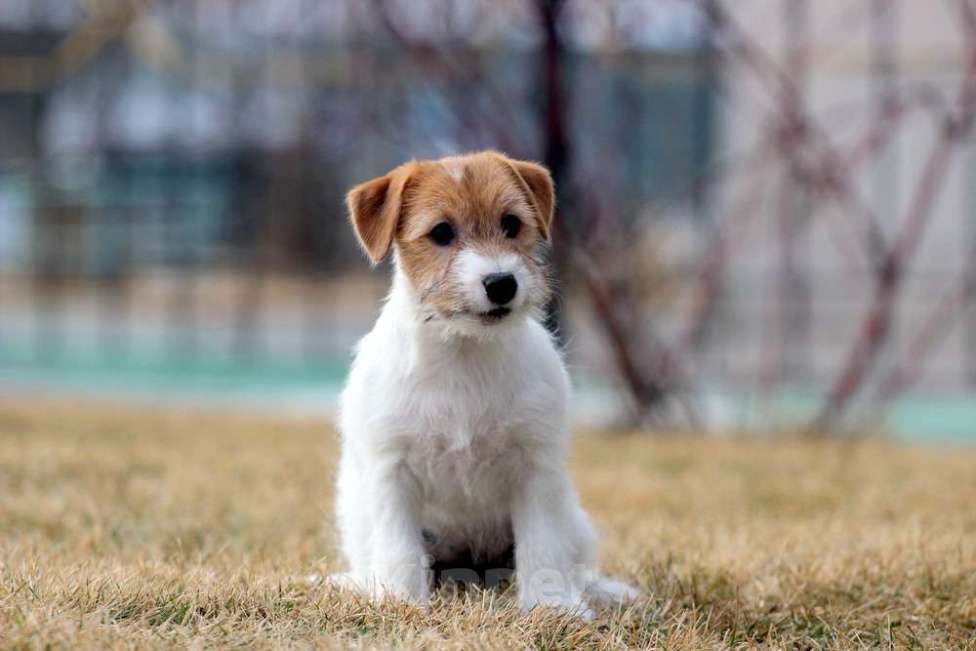 Собаки в Новосибирске: Щенок Джек Рассел терьера  Мальчик, 25 000 руб. - фото 2