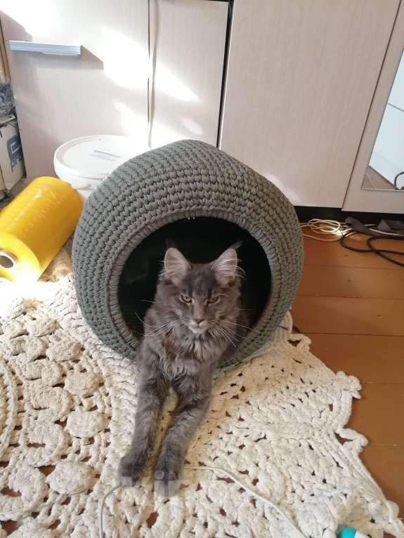 Кошки в Калуге: Котята майн-кун Девочка, 18 000 руб. - фото 3