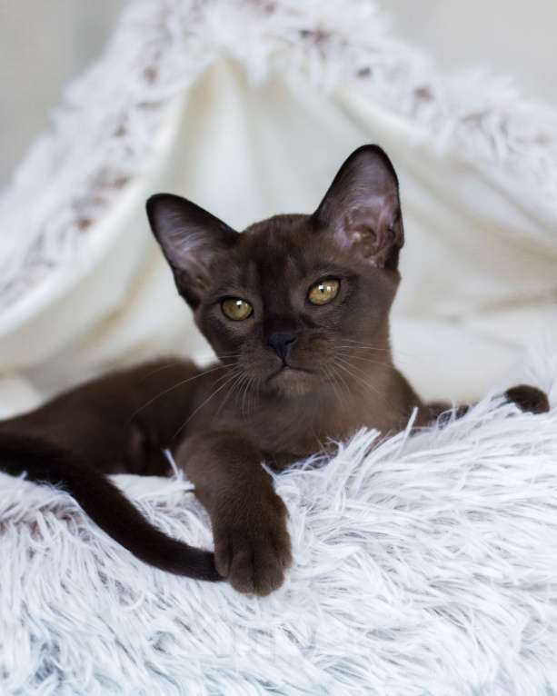 Кошки в Санкт-Петербурге: Бурманская кошечка соболиного окраса из питомника в С-Пб BURHOUSE Девочка, 80 руб. - фото 4