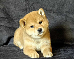 Собаки в Москве: Сиба ину. Девочка Девочка, 60 000 руб. - фото 3