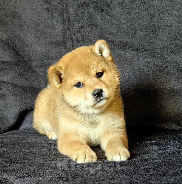 Собаки в Москве: Сиба ину. Девочка Девочка, 60 000 руб. - фото 3