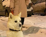 Собаки в Москве: Потеряшки Девочка, 5 009 руб. - фото 1