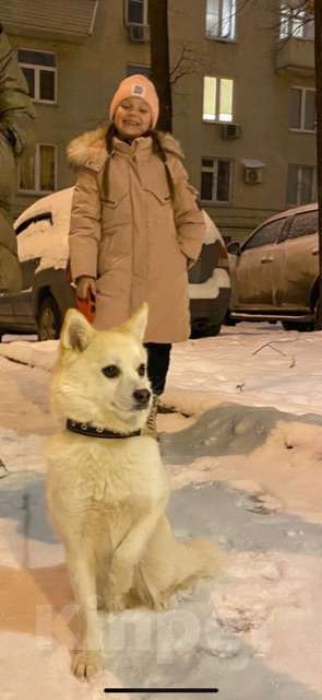 Собаки в Москве: Потеряшки Девочка, 5 009 руб. - фото 1