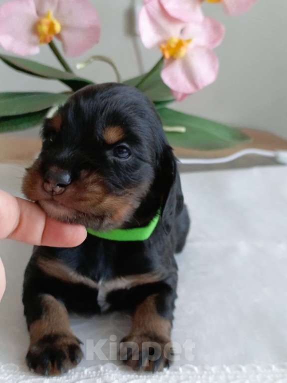 Собаки в Москве: Русский охотничий спаниель мальчик Мальчик, 50 000 руб. - фото 3