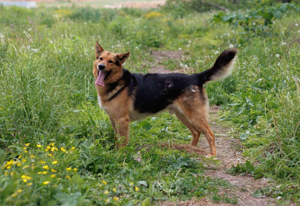 Собаки в других городах Московской области: Шелдон Мальчик, Бесплатно - фото 4