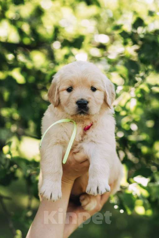 Собаки в Воронеже: Золотистый ретривер Воронеж  Мальчик, 60 000 руб. - фото 5