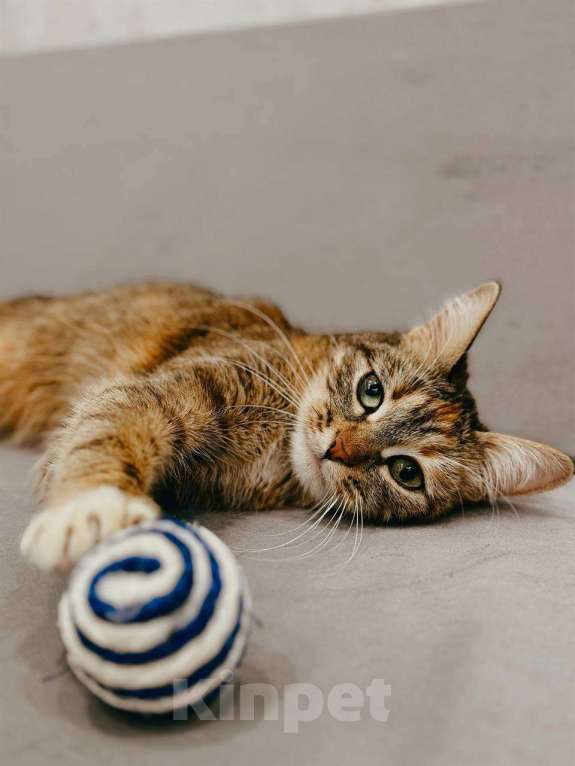 Кошки в Балашихе: Мармеладка Девочка, Бесплатно - фото 1