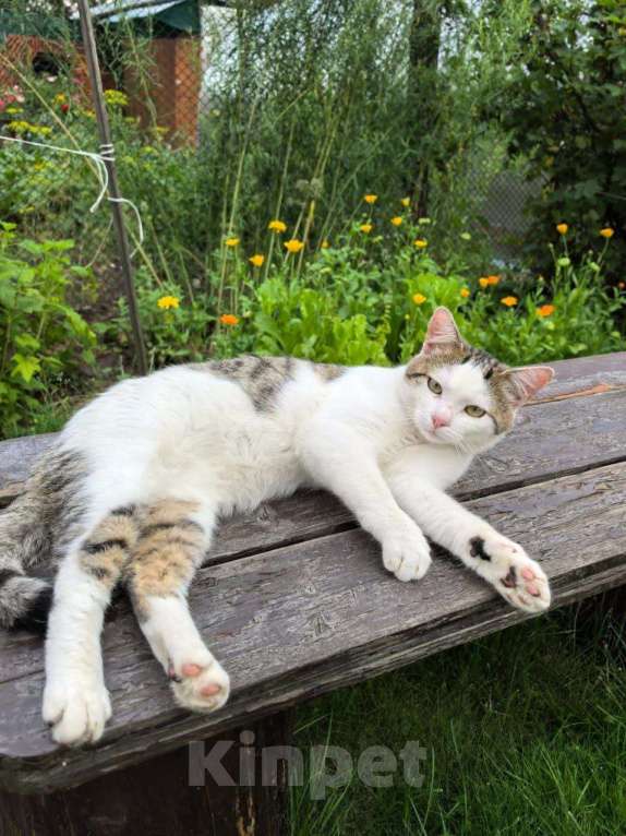 Кошки в Дрезне: Дарси ищет дом Мальчик, Бесплатно - фото 1