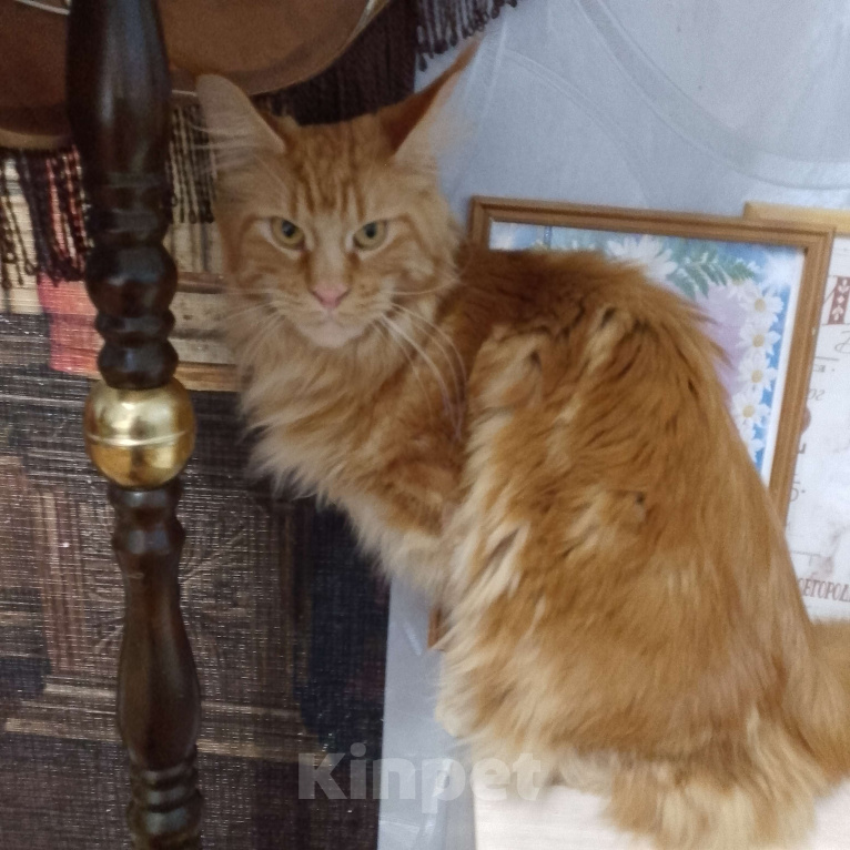 Кошки в Москве: Полный релакс Девочка, 50 000 руб. - фото 2