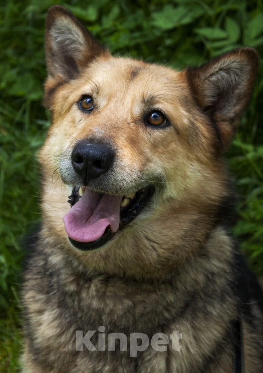 Собаки в других городах Ленинградской области: Маруся, собака компаньон Девочка, 500 руб. - фото 4